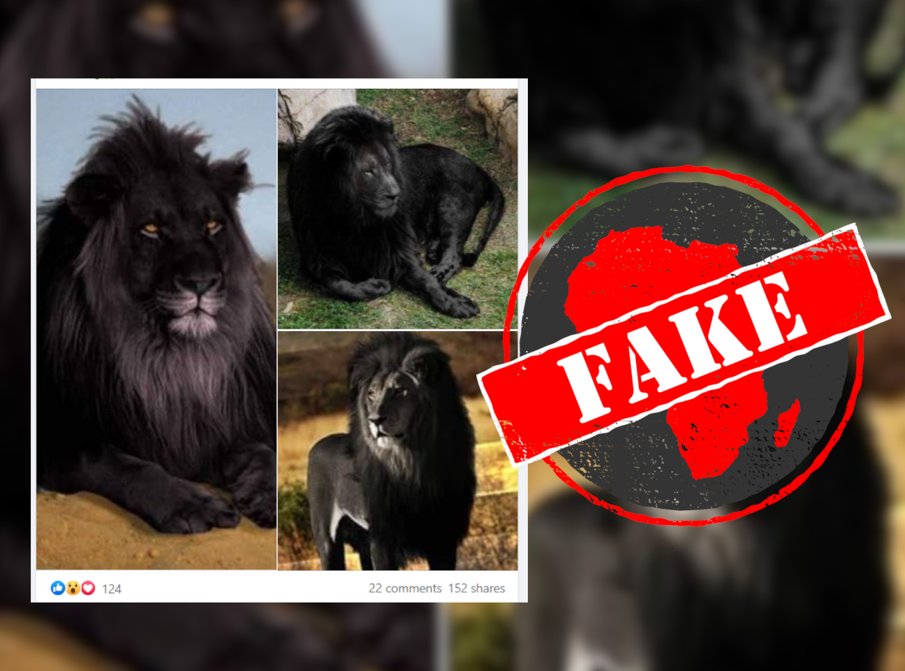 Completely black lions? No, photos doctored - Africa Check