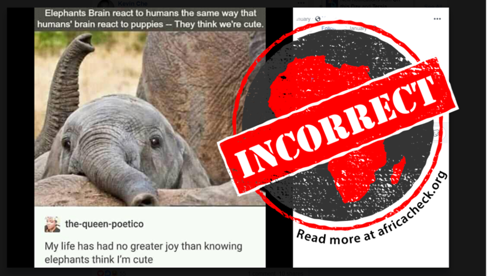 Elephants don't think people are 'cute' - Africa Check