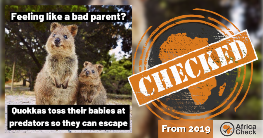 No, quokkas don't throw babies at predators- Africa Check
