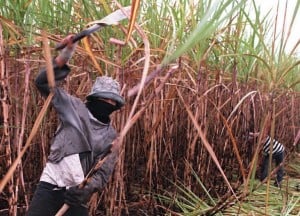 A file photograph of workers on sugar cane plantation. Photo: AFP/
