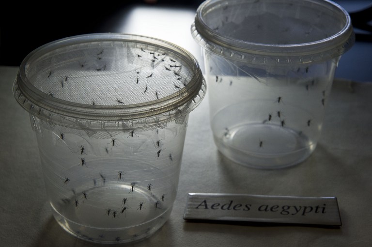 The mosquitoes that carry the zika virus (Aedes aegypti) in a lab at the Institute of Biomedical Sciences of the University of Saõ Paulo in Brazil.Photo: AFP/NELSON ALMEIDA