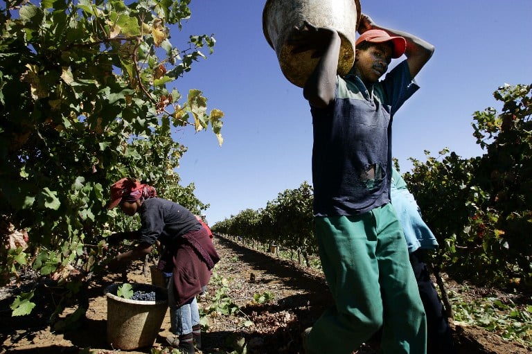 A farm labourer carries harvested grapes on a Western Cape wine farm in a 2006 file photograph. Photo: AFP/Gianluigi Guercia