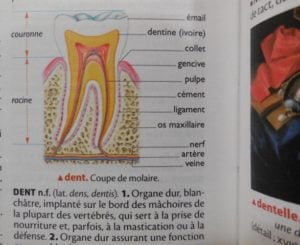 Coupe d'une dent avec les différentes parties et couches. Dessin publié dans Le Petit Larousse illustré 2018. (Photo : Coumba Sylla)