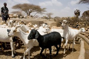 L'élevage est le parent pauvre des programmes d'investissement en Afrique. Photo FAO.