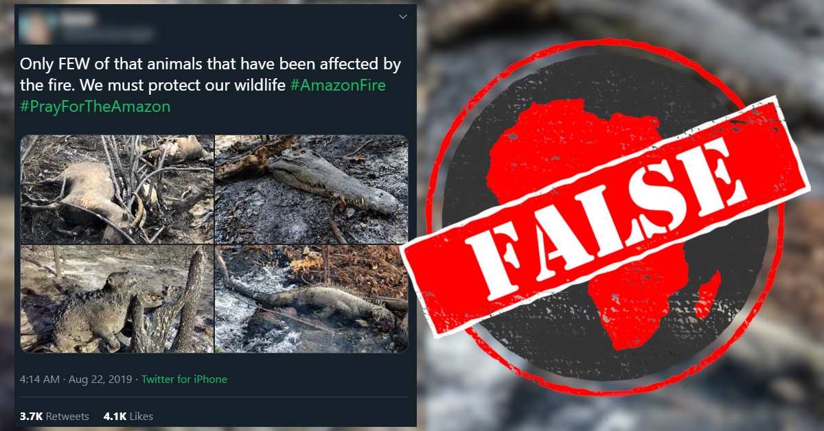 Photos of burnt animals in popular tweet aren't from fires in Amazon -  Africa Check