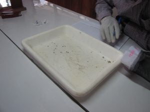 Mosquitoes caught throughout the Kilombero River Valley are brought back to the Ifakara Health Institute where technicians sort and count the species. Photo: Jon Greenberg