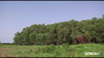 La forêt de la Casamance, une zone boisée en proie à la déforestation. Capture d'écran Youtube/Africa24.