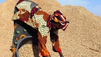 L'arachide occupe une bonne partie de la mian d'oeuvre agricole au Sénégal. Photo AFP.
