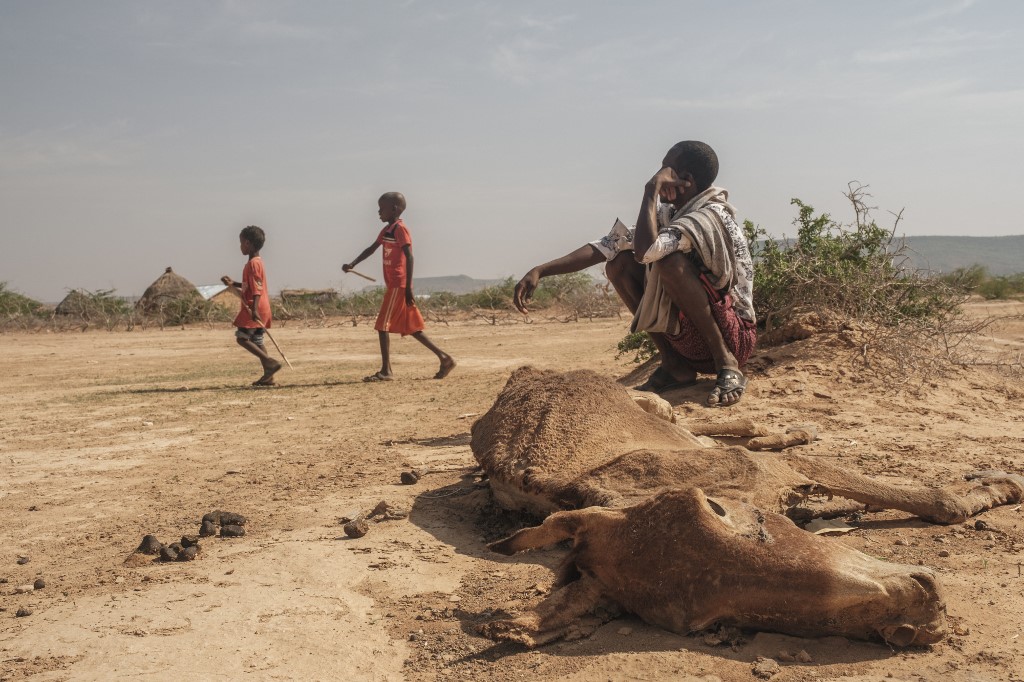 Un homme est assis à côté de la carcasse d'une vache morte dans le village de Hargududo, à 80 kilomètres de la ville de Gode, en Éthiopie, le 7 avril 2022. EDUARDO SOTERAS / AFP