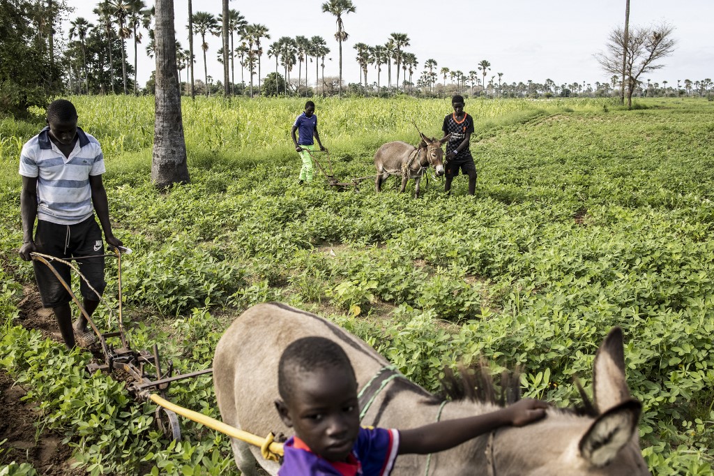 De jeunes hommes labourent les terres de leur famille pendant la saison des pluies au Sénégal, à Fimela, le 31 août 2021. JOHN WESSELS / AFP