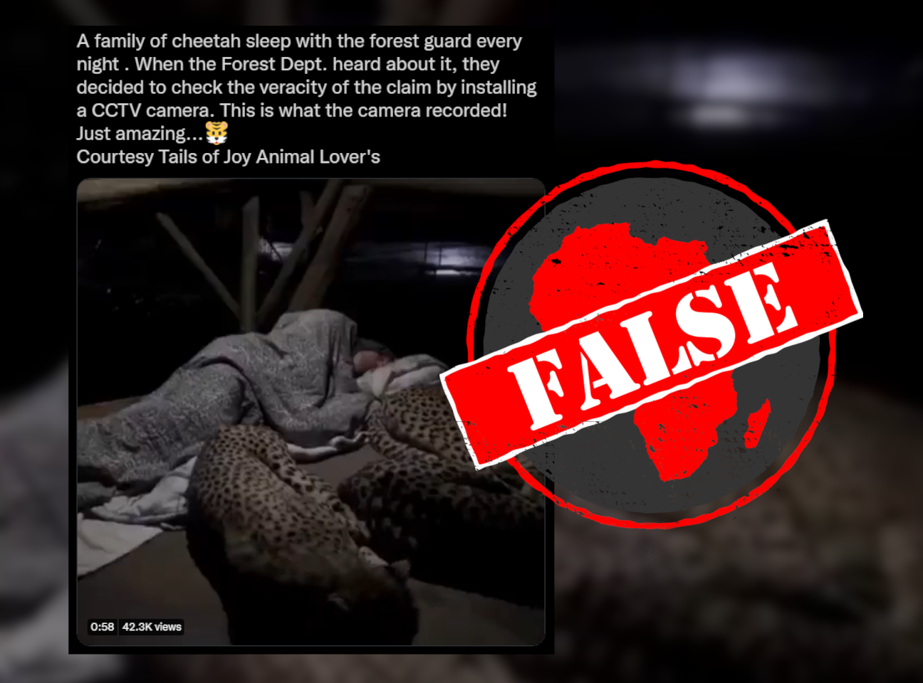 Cheetah_False