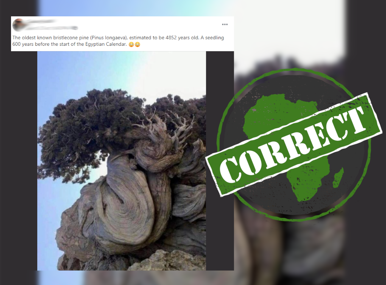 Tree_Correct