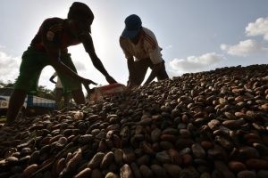 Des travailleurs en train de remplir des sacs avec du cacao, en octobre 2016, à Guiglo, en Côte d'Ivoire. Photo AFP.