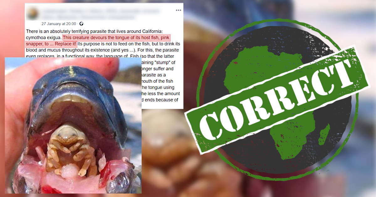 Yes, it's true. Parasite gives new meaning to 'tongue in cheek' - Africa  Check