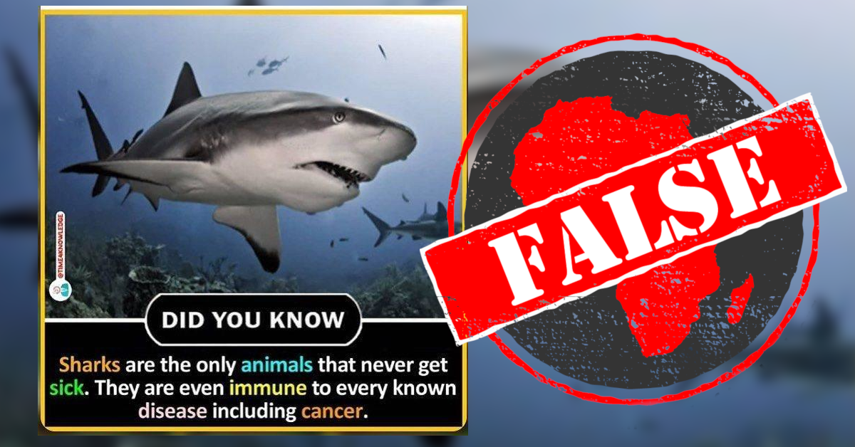 No, sharks not immune to 'every known disease' - Africa Check