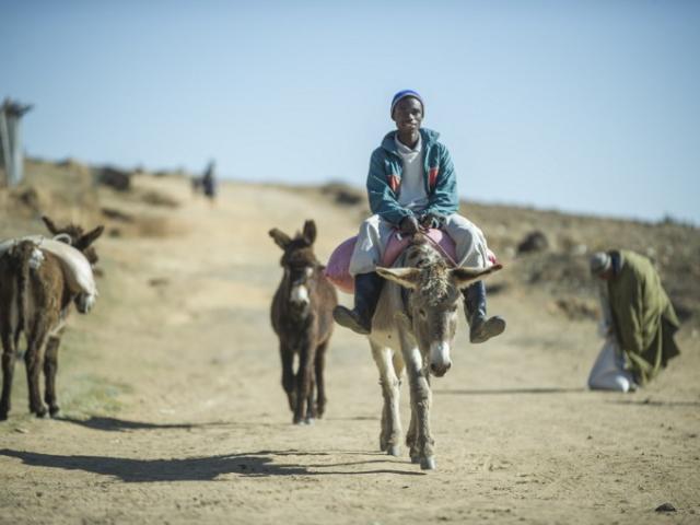 Lesotho donkey