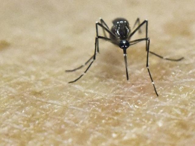 An Aedes aegypti mosquito sitting on human skin in a lab of the International Training and Medical Research Training Center (CIDEIM) in Cali, Colombia. Photo: AFP/LUIS ROBAYO