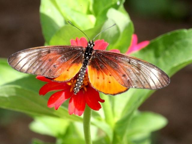 Heliconiinae Acraea pseudegina, a popular butterfly species found in Nigeria. Photo: Szabolcs Safian/African Butterfly Database