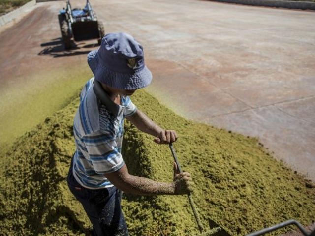A farm worker in the Rooibos tea Skimmelberg farm grades and treats Rooibos Tea leaves before packaging on February 27, 2017 in the Clanwilliam district heavily affected by the current drought. Photo: AFP/Mujahid Safodie