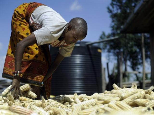 Napolos Esho sundries her maize in Narok, Kenya, in September 2011. Photo: AFP/Tony Karumba