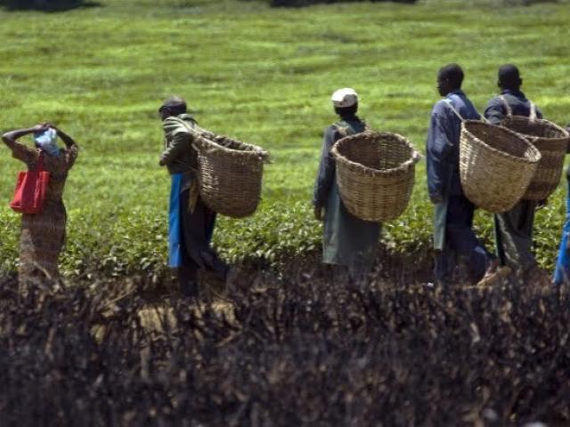 Workers are seen at a tea farm near the Kenyan town of Sotik in February 2008. The cash crop is a major earner of foreign exchange for the country and is grown in 19 counties. Photo: AFP/YASUYOSHI CHIBA