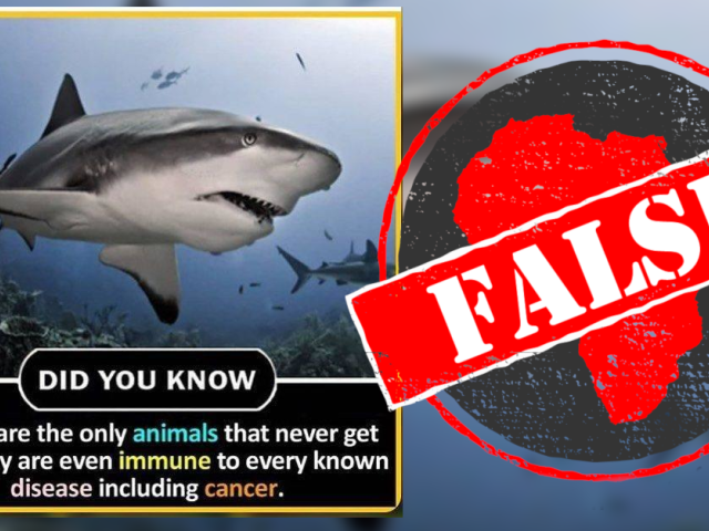 https://africacheck.org/sites/default/files/styles/standard_med/public/2019/10/shark_false.png?h=2240b8e9