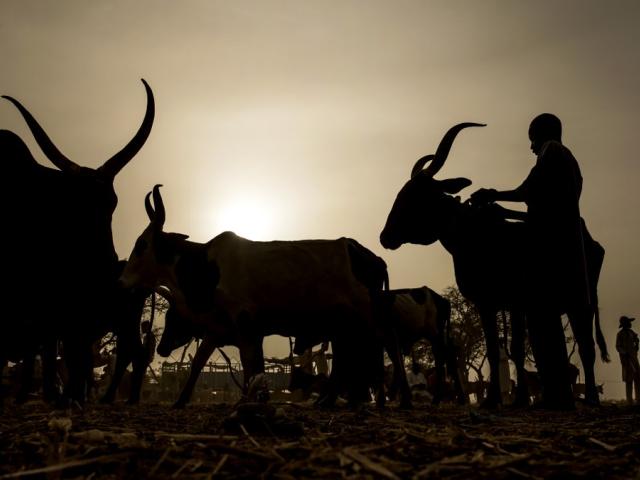 cows africa