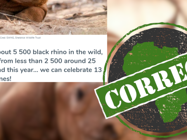 Black rhino numbers