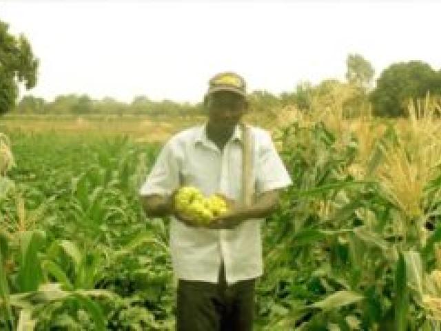 L'agriculture génère des emplois et de la nourriture en Afrique de l'Ouest. Photo ROPPA