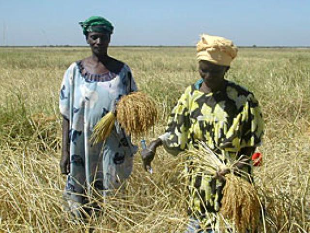L'agriculture est l'un des moteurs de la croissance en Afrique. Une rizière dans le Sud du Sénégal. Photo : Planète Sénégal.