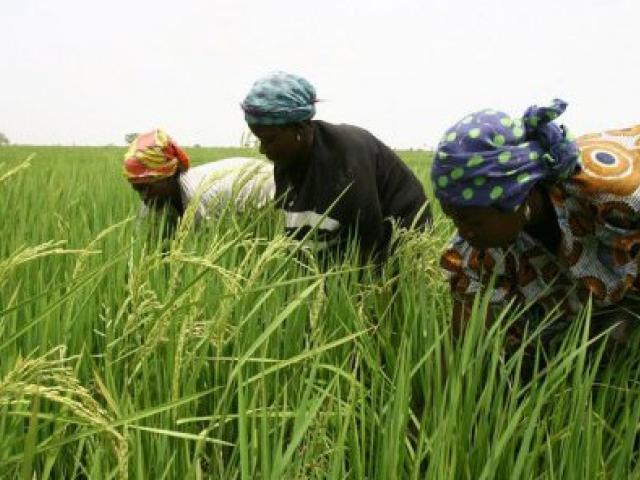 Le gouvernement du Sénégal a mis en place un Programme national d'autosuffisance en riz. Photo AFP.