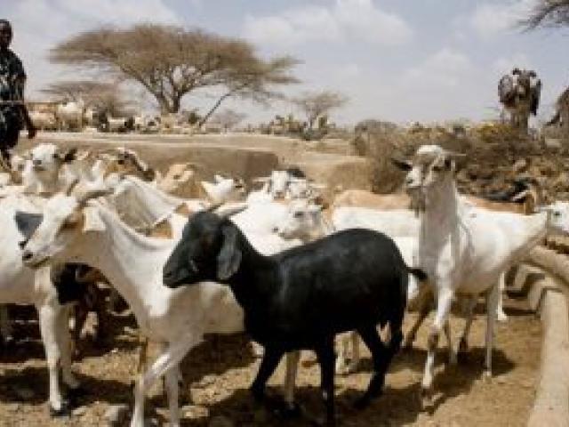 Le vol de bétail freine l'investissement dans ce sous-secteur de l'agriculture sénégalaise. Photo FAO.
