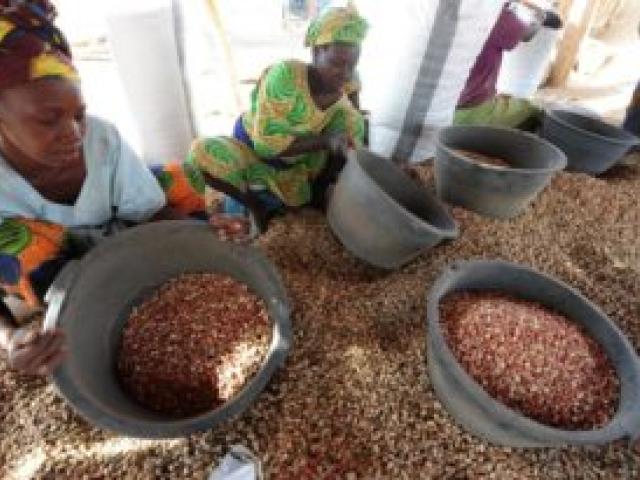 Culture de rente, l'arachide es tuassi utilisée comme ingrédient de denrées alimentaires. Photo AFP.