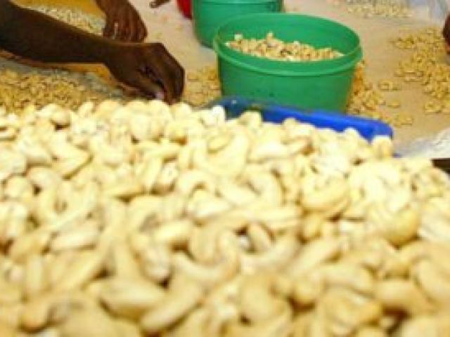 Seize pays africains produisent de la noix de cajou. Ici, une entreprise de décorticage. Photo AFP.
