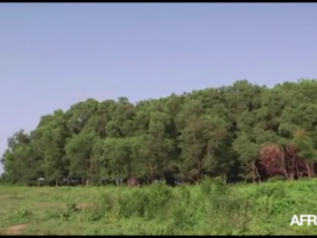 La forêt de la Casamance, une zone boisée en proie à la déforestation. Capture d'écran Youtube/Africa24.