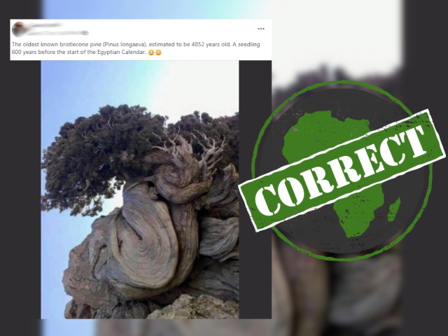 Tree_Correct