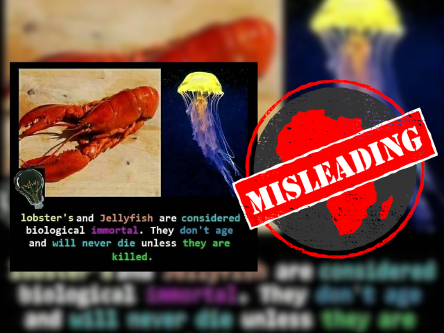 Lobsterjellyfish_Misleading