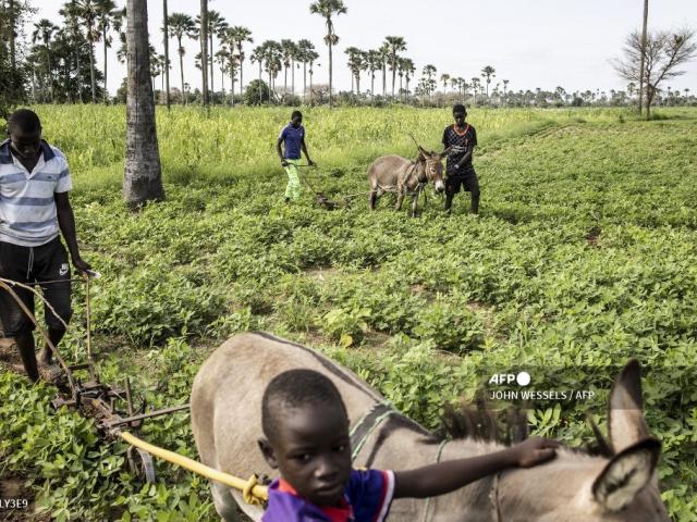 De jeunes hommes labourent la terre de leur famille pendant la saison des pluies au Sénégal, à Fimela, le 31 août 2021. JOHN WESSELS / AFP