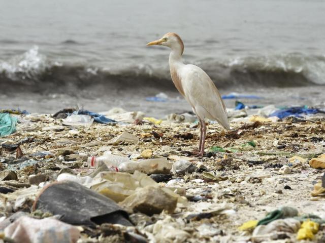 Une photo prise le 2 juin 2018 montre un oiseau debout sur une plage couverte de détritus, dont de nombreux articles en plastique, dans la baie de Hann à Dakar. SEYLLOU / AFP
