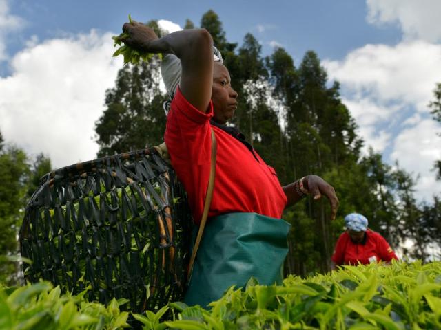 A small-holder farmer picks tea leaves on 27 September 2019 in Nyeri county.