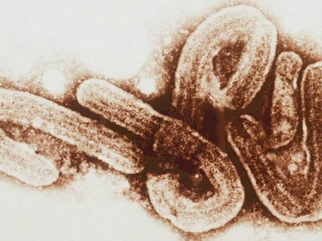 An undated file image of the Marburg virus