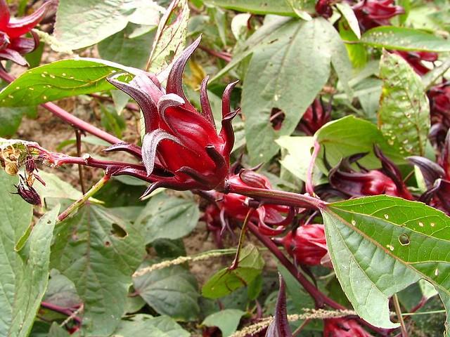 Bissap (hibiscus ou oseille de Guinée). (c) Flickr.