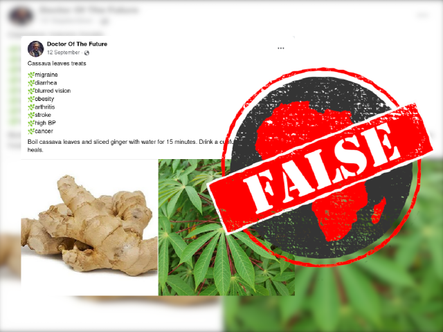 False claim about cassava leaves