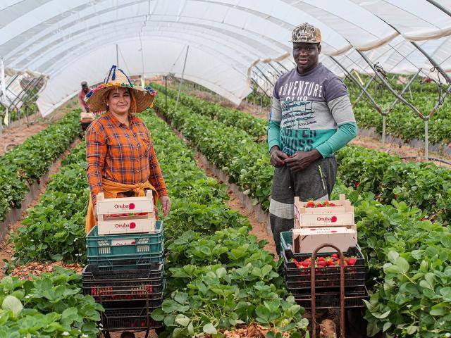 Une Marocaine et un Sénégalais venus travailler pour un producteur de fraises, à Lepe, en Espagne, le 7 mai 2020. © Niccolo Guasti/Getty Images/ AFP