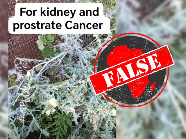 Watch out: Mexican poppy plant doesn’t cure cancer, might poison you