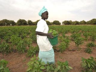 L'agriculture fait partie des secteurs qui portent la croissance. Un champ de légumes dans une ferme communale à Diagle, dans l'Ouest du Sénégal. Photo AFP.