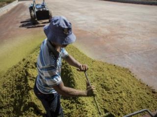 Un cultivateur en train de traiter sa plantation de thé pour préparer la récolte en février 2017 dans le district de Clanwilliam en Afrique du Sud. Photo AFP.