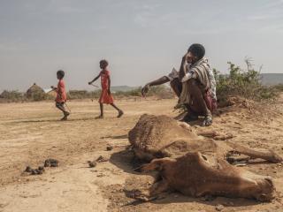 Un homme est assis à côté de la carcasse d'une vache morte dans le village de Hargududo, à 80 kilomètres de la ville de Gode, en Éthiopie, le 7 avril 2022.