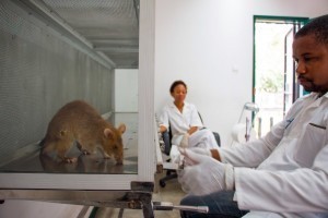 Un technicien de l’Université Eduardo Mondlane de Maputo, au Mozambique, a inoculé chez un rat géant des crachats humains pour voir s’il est infecté par la tuberculose. Photo AFP 