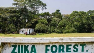 Un panneau indiquant le chemin de la forêt Zika, en Ouganda. C'est là où le virus a été découvert en 1947. Photo AFP